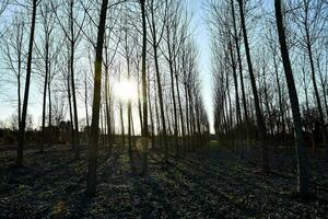 the sun shines through the trees in a field photo