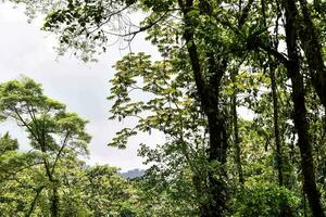 un bosque con arboles y arbustos foto