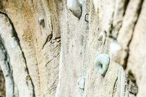 a rock climbing wall photo