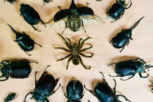 un grupo de escarabajos y un araña en un mesa foto