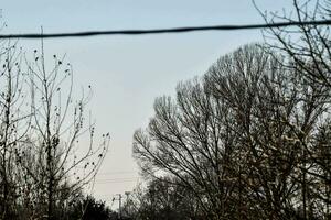 un ver de un árbol con No hojas y un cable foto