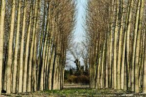 un fila de arboles con No hojas foto