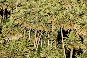 a group of palm trees photo