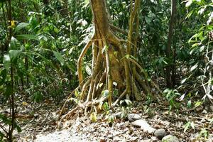 a tree with large roots in the middle of a forest photo