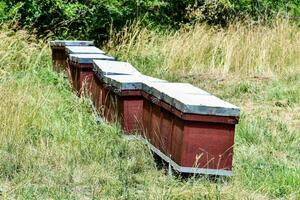 a row of beehives in a field photo