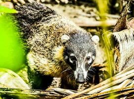 a small animal is walking through the woods photo