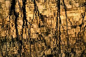 trees reflected in water photo