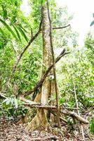 a tree in the jungle with many branches photo