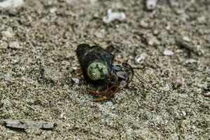 a crab with a shell on the sand photo