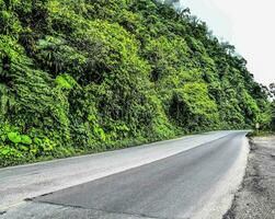 a road surrounded by lush green vegetation photo