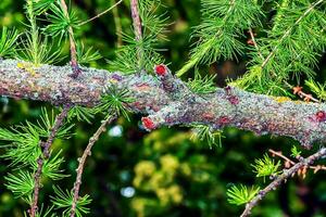 larix decidua o europeo o común alerce verde ramas cerca arriba foto