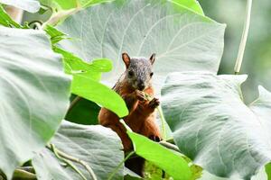 a squirrel is sitting on a tree branch eating a nut photo