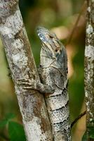 an iguana is perched on a tree branch photo