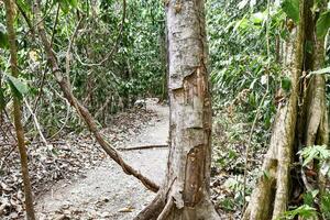 a path through the jungle with a tree growing out of it photo