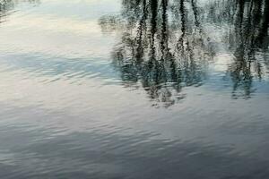 reflejo de los árboles en el agua foto