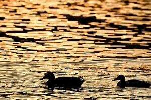 patos nadando en el agua a puesta de sol foto