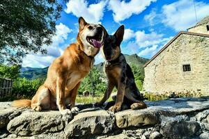 two dogs sitting on a stone wall in front of a church photo