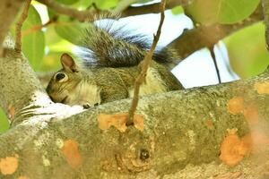 a squirrel is sitting in a tree photo