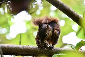 a squirrel eating a nut on a branch photo
