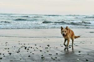 a dog walking on the beach near the ocean photo