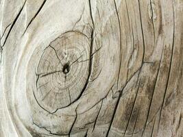 close up of a wood texture with a circular knot photo