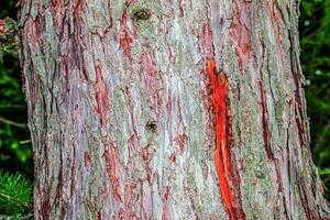 ladrar textura de larix decidua o europeo alerce. cerca arriba. foto