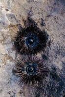 two sea urchins sitting on a rock photo