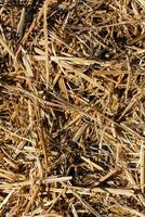 a close up of a pile of straw photo