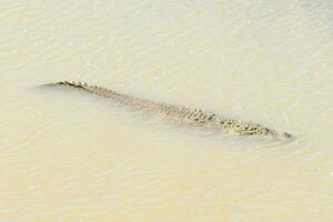 a crocodile swimming in shallow water photo