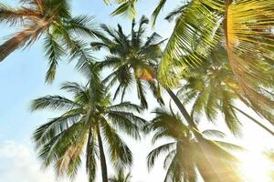 palm trees in the sun photo