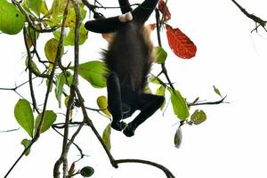 a monkey hanging upside down from a tree branch photo