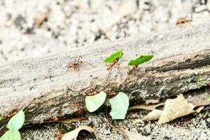 a group of ants walking on a log photo