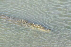 a large crocodile swimming in the water photo