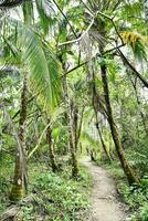 a path through a tropical forest with palm trees photo