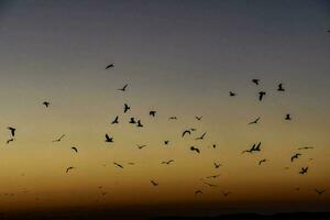 aves volador en el cielo a puesta de sol foto