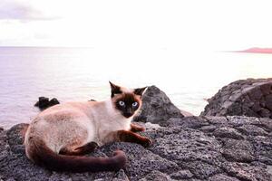 a siamese cat sitting on a rock near the ocean photo