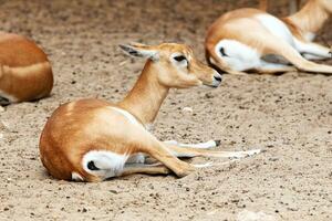 Blackbuck and indian antelope. Mammal and mammals. Land world and fauna. photo