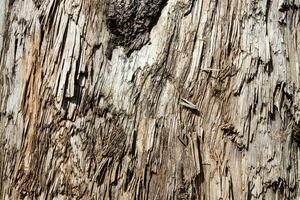 Wood abstract texture. Surface grunge backdrop. Dirty wooden effect pattern. Material background. photo