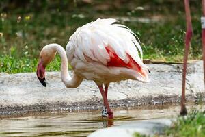 Greater flamingo. Bird and birds. Water world and fauna. Wildlife and zoology. photo