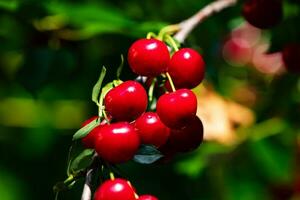 Sour cherry and cherries. Fruit and vegetables. Plant and plants. photo