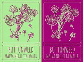 Vector drawings BUTTONWEED. Hand drawn illustration. Latin name MALVA NEGLECTA WALLR.