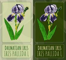 vector dibujos dálmata iris. mano dibujado ilustración. latín nombre iris pallida yo