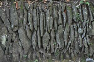 dark brown tree bark wood texture background photo