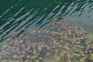 water lily plant scient. name Nymphaea photo