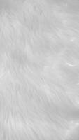 White clean wool texture background. light natural sheep wool. white seamless cotton. texture of fluffy fur for designers. close-up fragment white wool carpet... photo