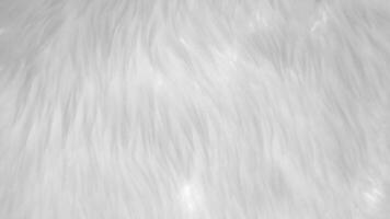 White clean wool texture background. light natural sheep wool. white seamless cotton. texture of fluffy fur for designers. close-up fragment white wool carpet... photo