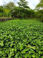 Water hyacinth grows abundantly and fills the surface of the river photo