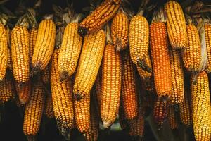 Harvest heads of corn hanging in a farm for animal feed photo