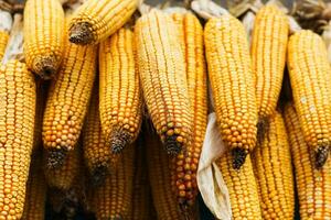 Harvest heads of corn hanging in a farm for animal feed photo