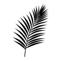 A Palm Tree Leaf Silhouette vector isolated on a white background